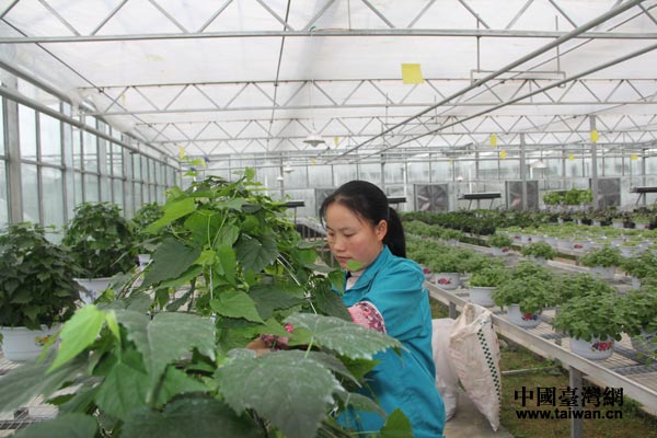 花茂村村民在蔬菜現(xiàn)代高效農(nóng) 花茂村村民在蔬菜現(xiàn)代高效農(nóng)