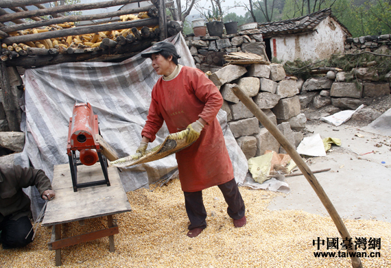 駱駝灣村村民鄭秀英。 駱駝灣村村民鄭秀英。