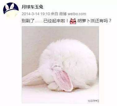 與孤獨斗爭972天 那只頑強的兔子永遠離開了我們