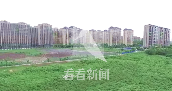 �ڲݵ��ϵ���Ⱥ