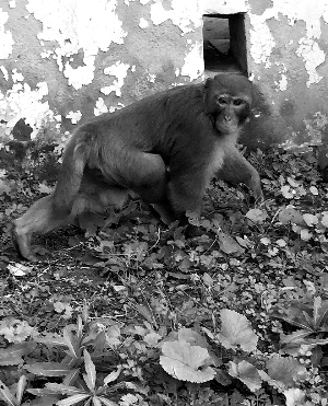 ����������塰���С�^ �u���J�����B�Ԏ���