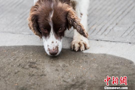 警犬小米:文能賣萌找球武能滴血尋兇(圖)