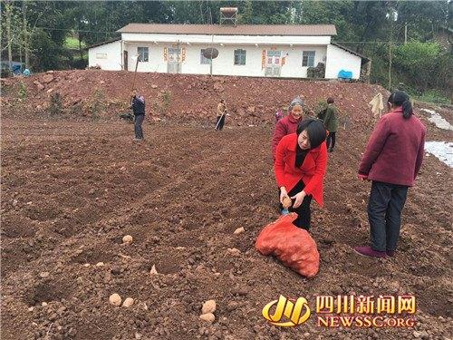 經(jīng)商女成“紅薯妹”當(dāng)職業(yè)農(nóng)民年產(chǎn)值超600萬