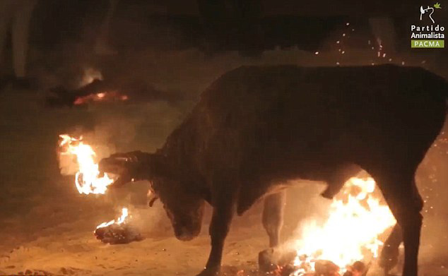 西班牙動物保護組織呼吁取締殘忍“公牛節” 西班牙動物保護組織呼吁取締殘忍“公牛節”