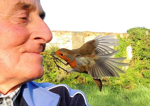 英老人與鳥類親密無間被稱“鳥人” 可用嘴喂食 英老人與鳥類親密無間被稱“鳥人” 可用嘴喂食