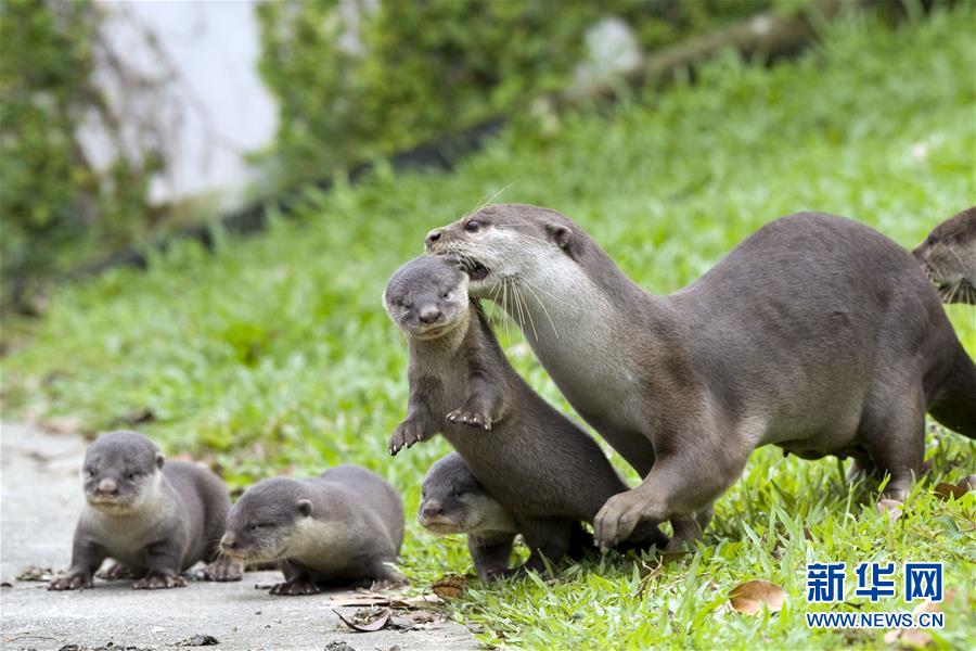 �����H����1��Ұ�����HС���������¼���