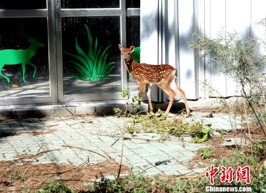 臺贈大陸梅花鹿第三胎鹿寶寶滿月取名“天天” 臺贈大陸梅花鹿第三胎鹿寶寶滿月取名“天天”