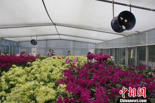 兩岸花博會“花·茶”共賞臺灣花卉跨海赴“會” 兩岸花博會“花·茶”共賞臺灣花卉跨海赴“會”