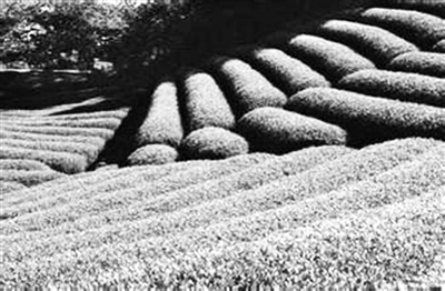 臺灣媳婦回娘家 反哺柘榮搞農業(圖) 臺灣媳婦回娘家 反哺柘榮搞農業(圖)