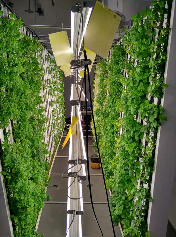 超高密度室內(nèi)直立種植農(nóng)場(chǎng) 超高密度室內(nèi)直立種植農(nóng)場(chǎng)