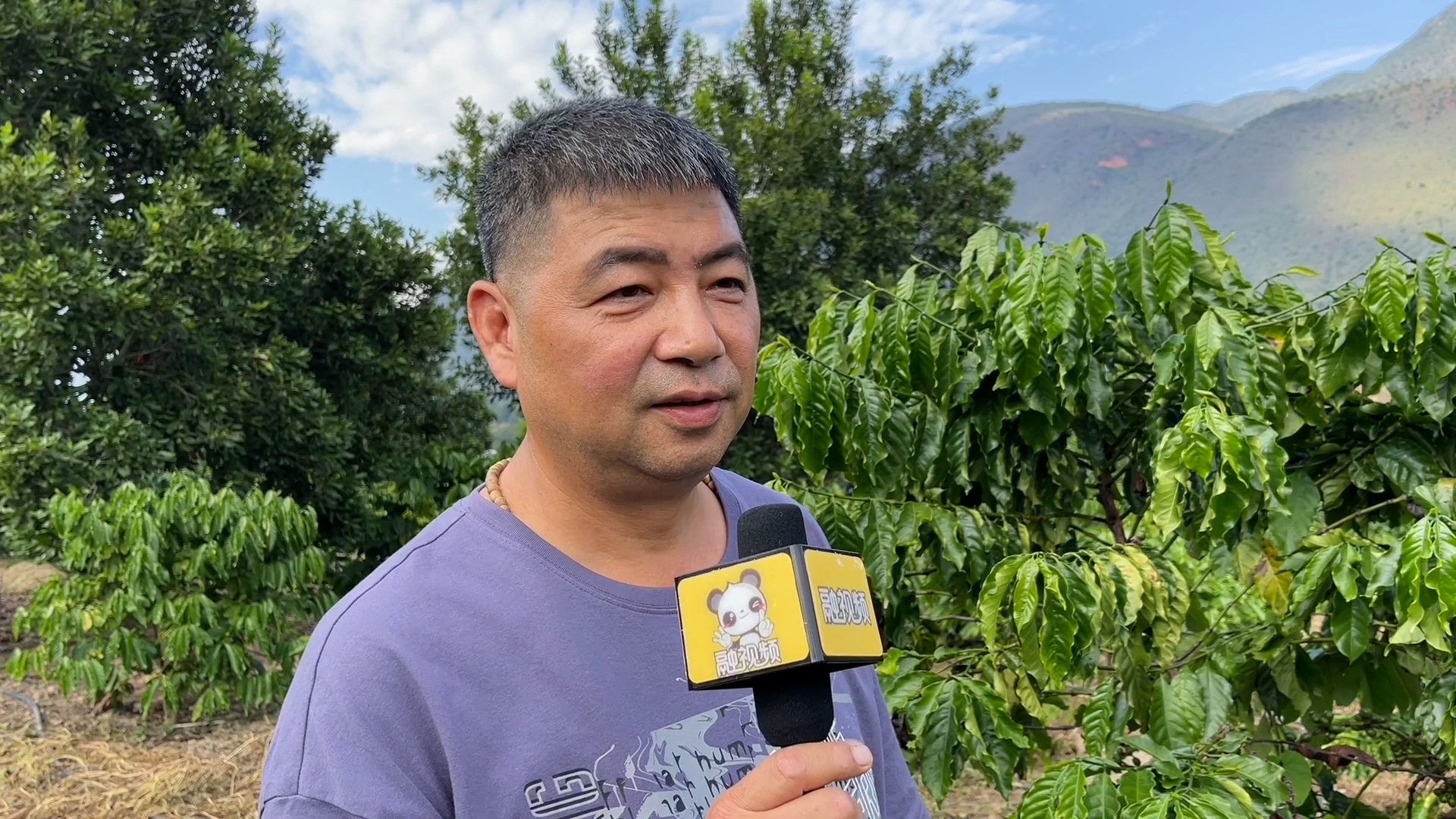 云南臺商呂文明的咖啡種植之路圖片