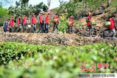 湖北宜昌:“助農采茶”踐行群眾路線