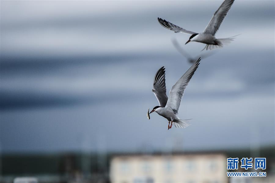 (�D�Ļ���(d��ng))(10)����r(sh��)�������(f��)�d�ĉ�����(l��)�¡�����(xi��)�ڡ��Ї�(gu��)��(m��ng)�����������֮�H