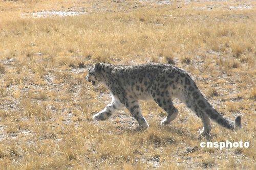 中科院寒旱所科研人員日前對青藏高原岡底斯山區的冰川、凍土分布現狀及變化特征進行考察,在海拔5100米的帕龍錯湖區南面草地上發現了一只獨行的雪豹。雪豹是中亞高原特有物種,在中國主要分布于西藏和新疆地區,被列為瀕危動物。 中新社發 謝昌衛(供圖) 攝